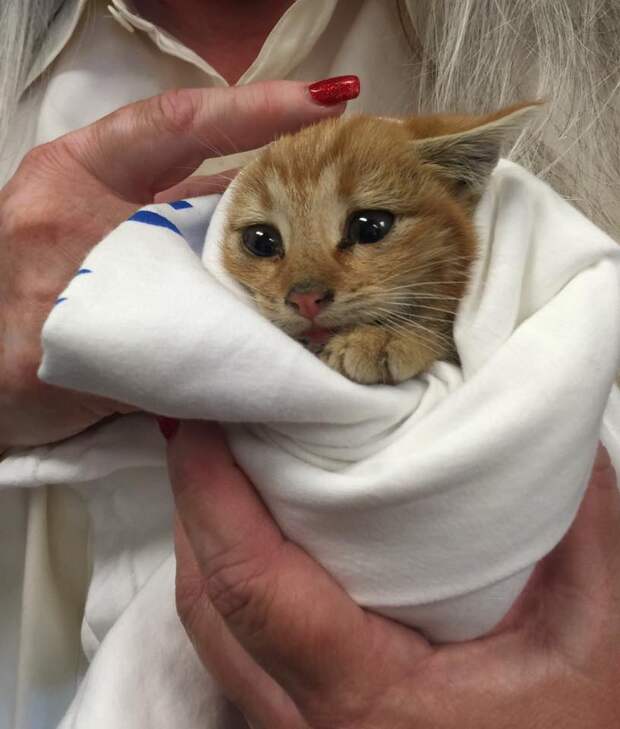 Без кота и жизнь не та