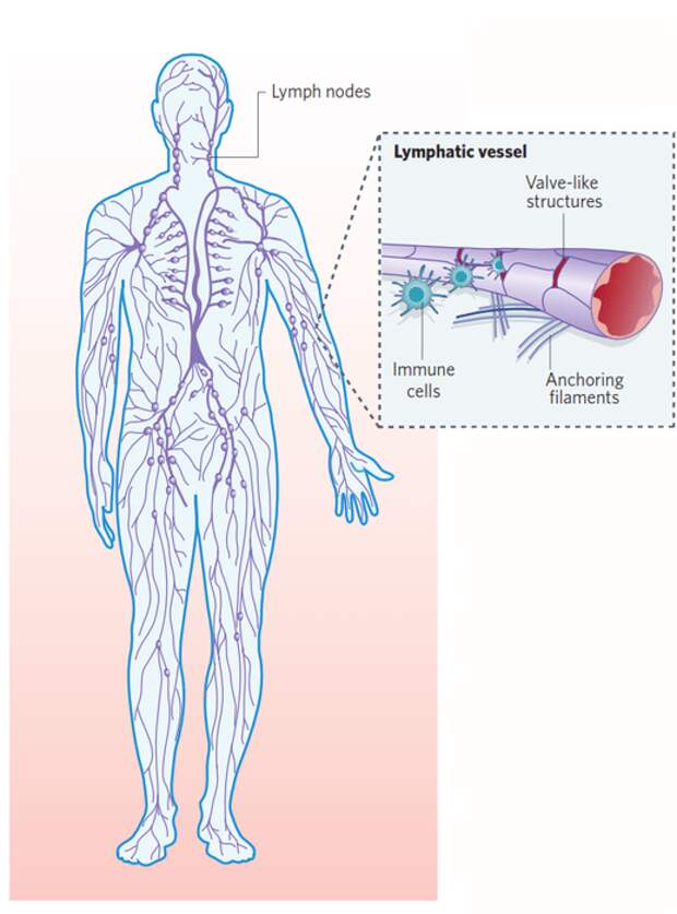 Лимфа рисунок. Метастазы в лимфатическую систему. Лимфатическая система у детей. Чистка лимфы.