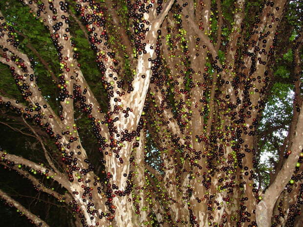 Джаботикаба — удивительное виноградное дерево