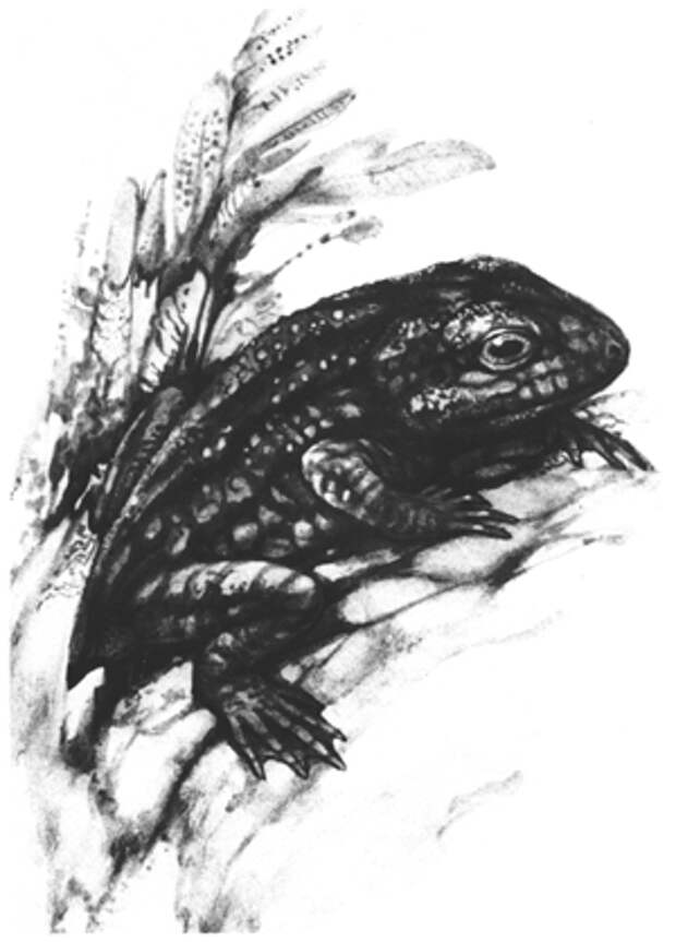 Рис. 3. Триадобатрахус
