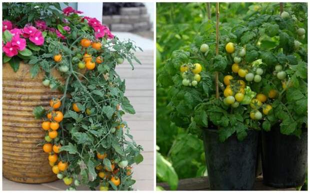 Серия семян 4 лета: томаты Золотая гроздь и Желтая шапочка