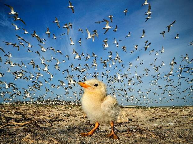 Лучшие фотографии от National Geographic за 2012 год national geographic, дикая природа, животные, лучшие фотографии, природа