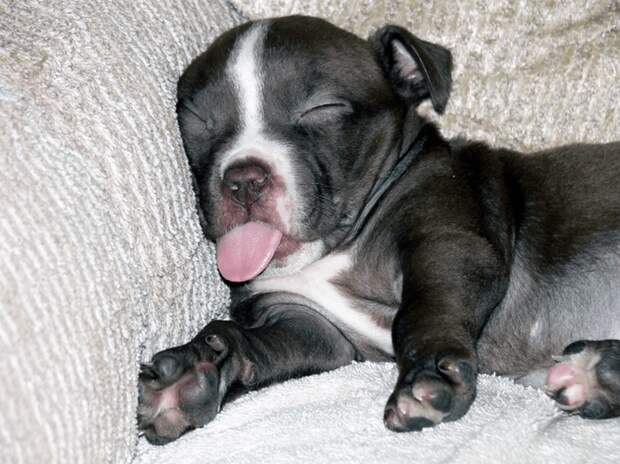Как хочу, так и сплю: 20 собак, которые спят в самых забавных позах животные, мило, питомцы, подборка, смешное, собаки, сон, фото