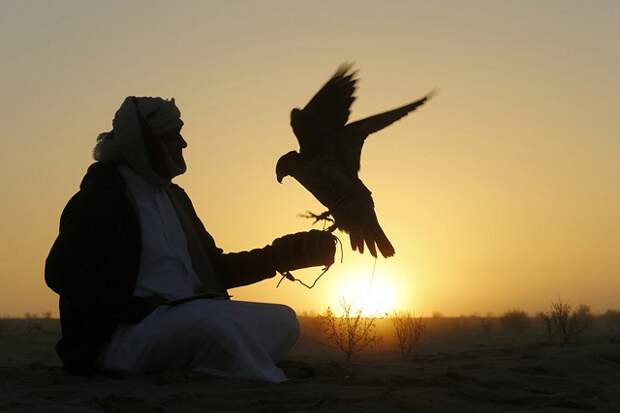 В Абу-Даби стартовал Фестиваль ловчей птицы. Фоторепортаж