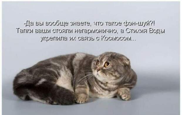 Лучшие котоматрицы от 13.08.11