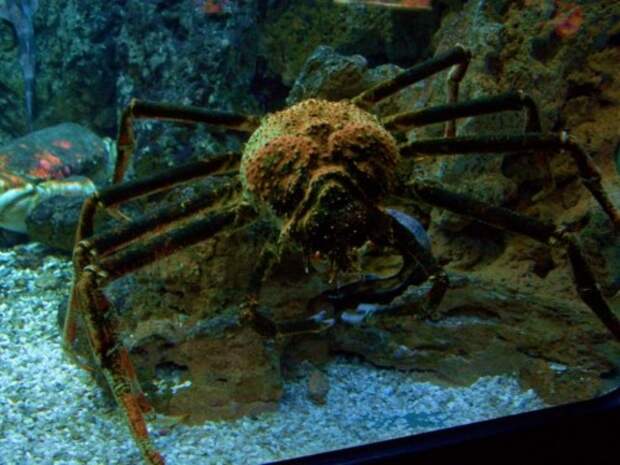 Японский краб-паук или гигантский краб (лат.Macrocheira kaempferi) (англ. Giant spider crab)