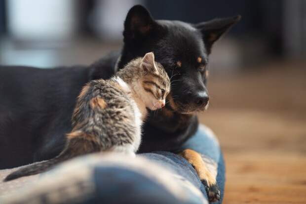 Какие кошки и собаки хорошо уживаются друг с другом: 14 самых толерантных пород