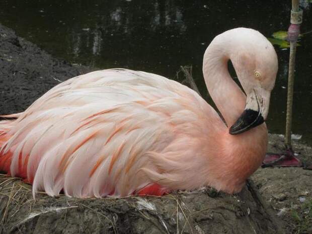 Где обитает фламинго и чем питается?
