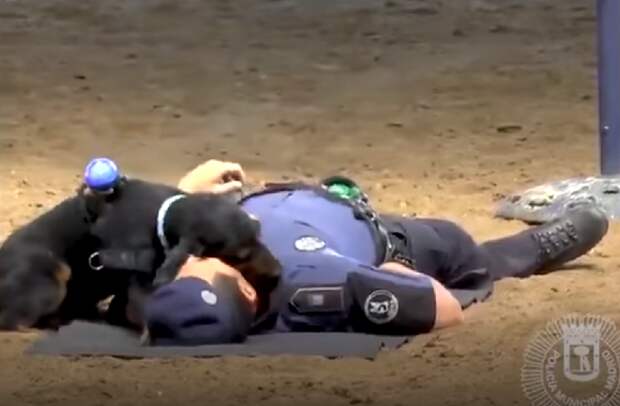 Пес приходит на помощь Полицейский пес, искусственное дыхание, новости со всего мира