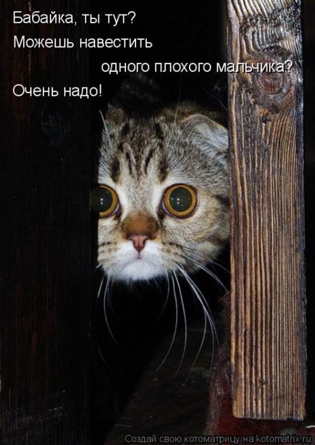 Новая котоматрица (30 фото)