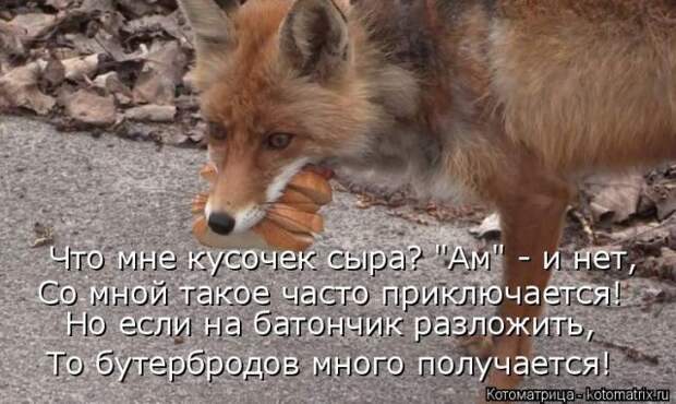 Забавные животные (50 фото)
