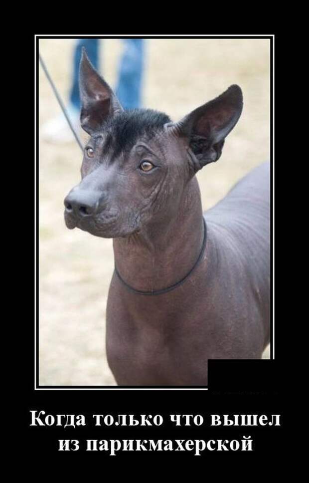 demotivatory-demotivator-smeshnye-demotivatory-demotivator-so-smyslom