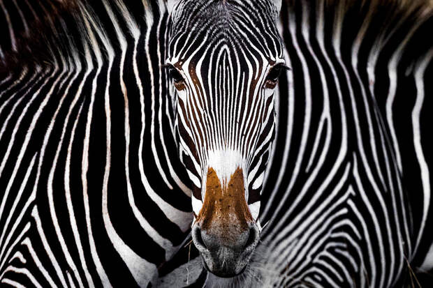Блог - 15 неотразимых снимков, победивших в конкурсе фотографии Nature Conservancy 15 неотразимых снимков, победивших в конкурсе фотографии Nature Conservancy
