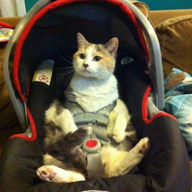Прикольные картинки