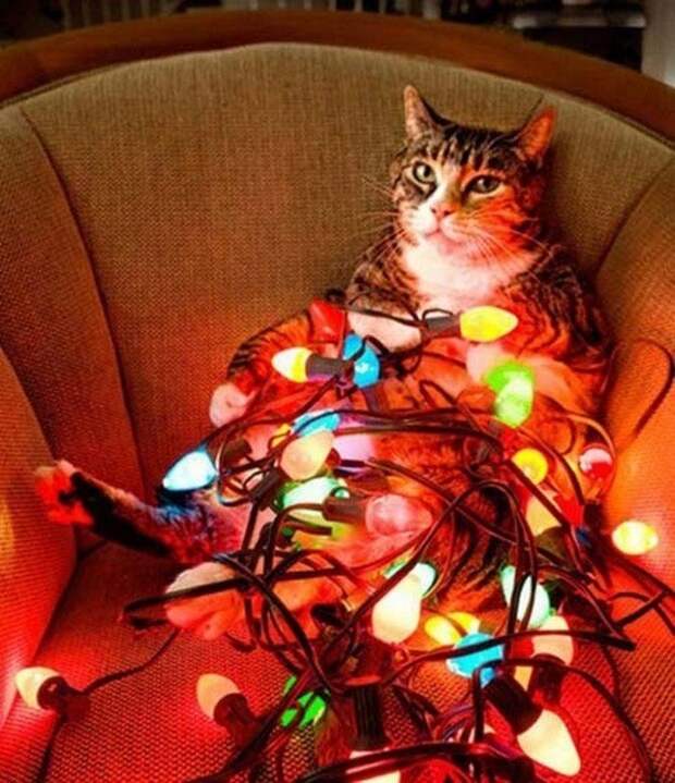 Новогодние коты животные, кот, новый год, рождество