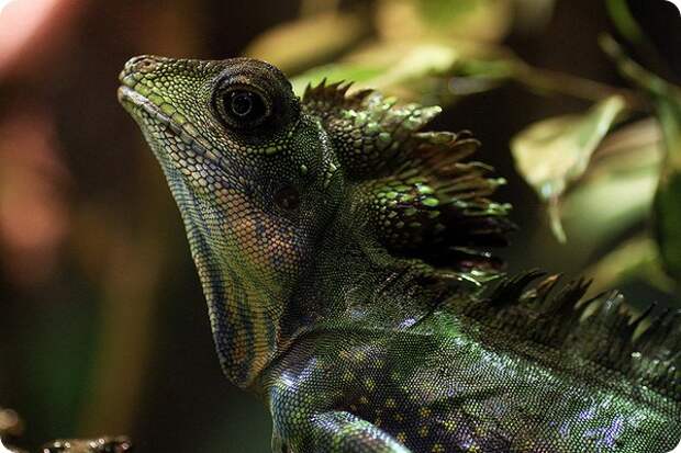 Гоноцефал большой (лат. Gonocephalus grandis)