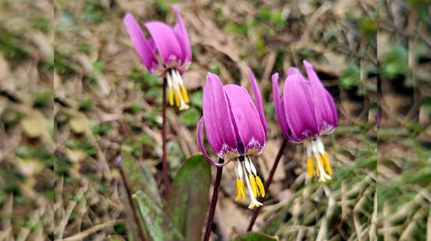 В Алтайском заповеднике зацвел кандык сибирский