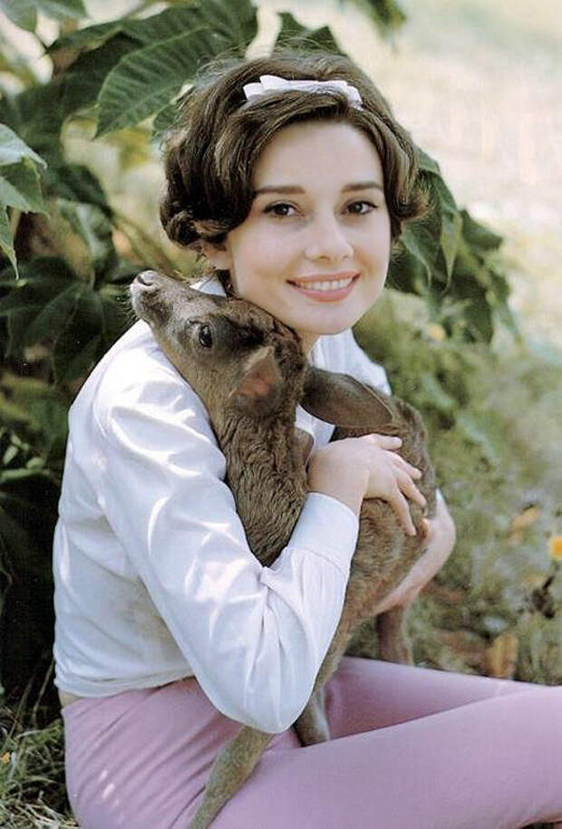 Одри Хепберн, олененок Пиппин. Фото / Audrey Hepburn, deer Pippin. Photo 