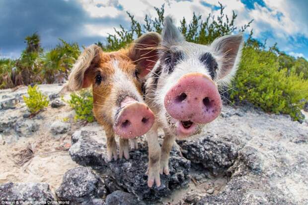 swimmingpigs12 800x533 Счастливая жизнь веселых хрюшек на Багамах