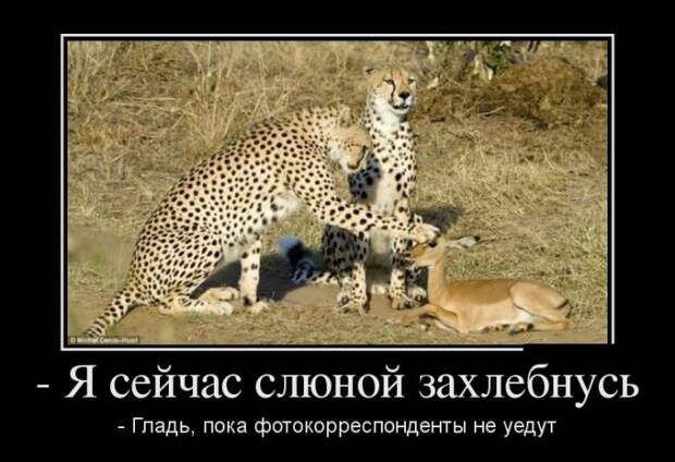 Демотиваторы Демотиваторы