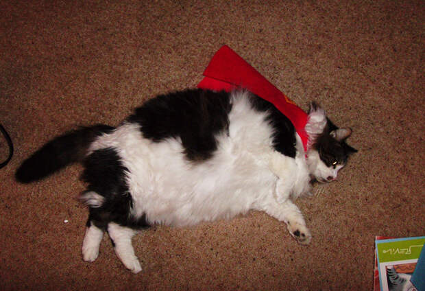 FatCats24 Толстокоты