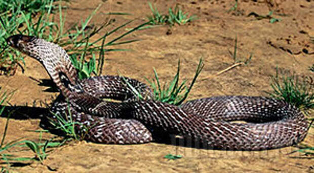 Фото 4 - Как поймать гадюку руками: МН отправляется в гости к змеям