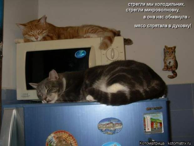 Лучшие котоматрицы за неделю