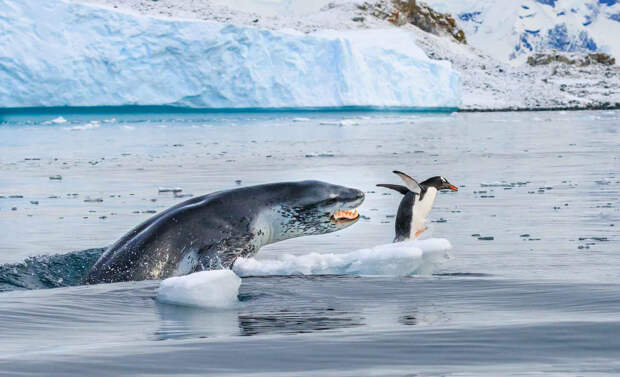 Леопард охотится на пингвина
