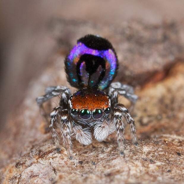 Уникальный паук-павлин