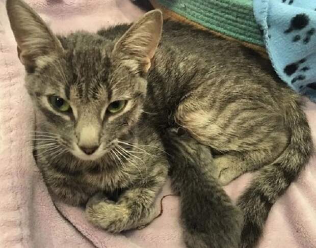 Кошка кормит сына Кошка кормит котенка