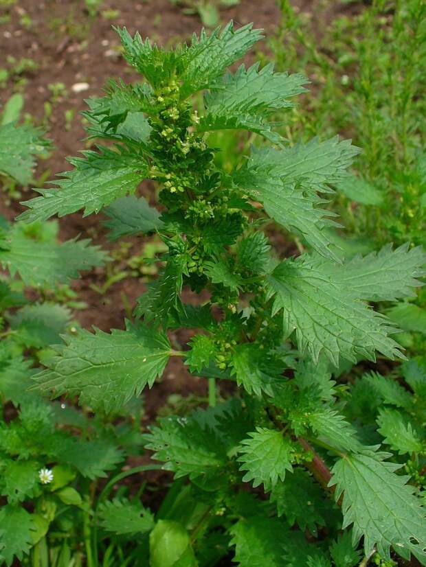 https://upload.wikimedia.org/wikipedia/commons/thumb/6/61/Urtica_urens_002.JPG/1200px-Urtica_urens_002.JPG