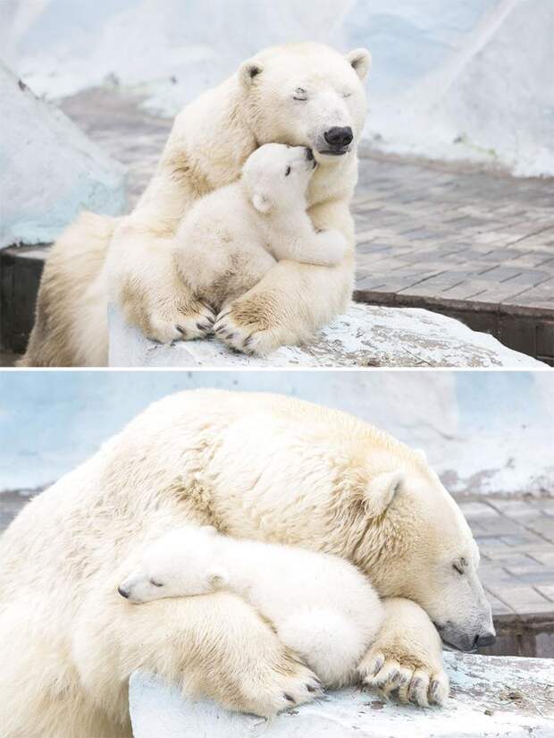 Мамы медведицы