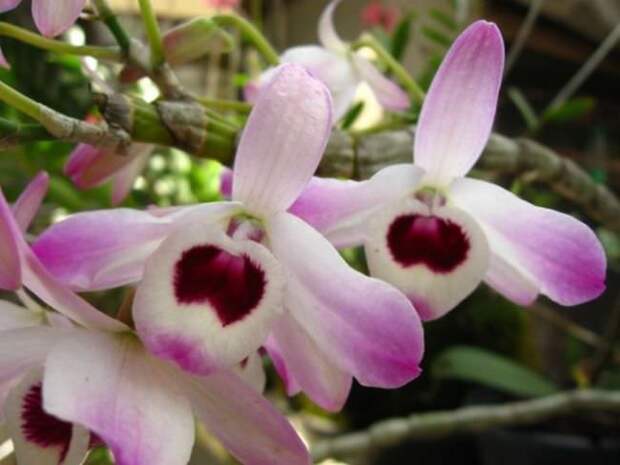 Заставить цвести орхидею Дендробиум помогает пересадка