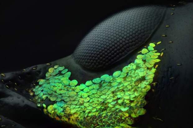 20 работ с конкурса микрофотографии Nikon Small World 2018