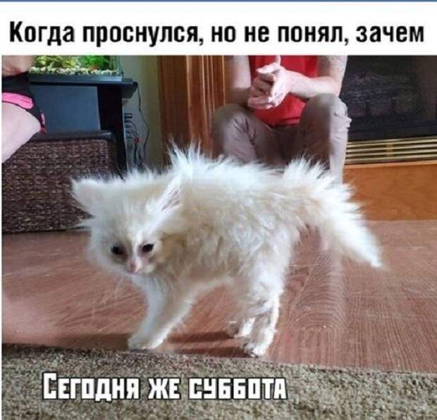 прикольные картинки с надписями (2)