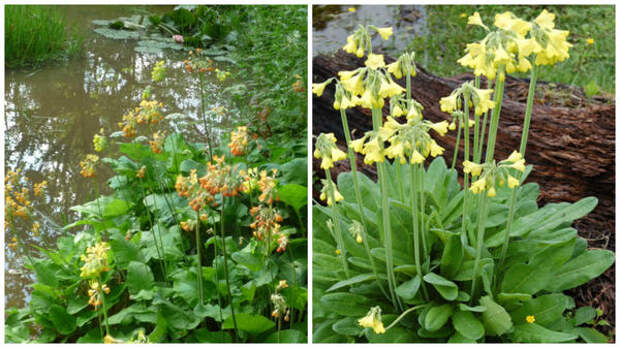 Слева примула Флоринда у водоема, фото сайта gardeningattheedg, справа примула сиккимская у водоема, фото сайта www.plant-world-seeds.co,