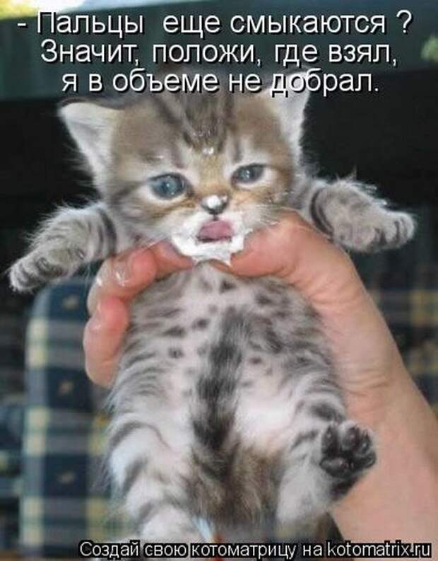 Котоматрицы(картинки с надписями)