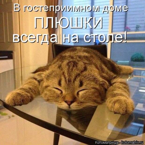 Свежая котоматрица (35 фото)