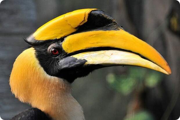 Двурогий калао (лат. Buceros bicornis)