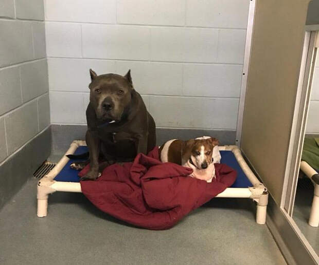 две собаки вместе отдыхают