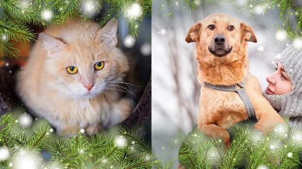 Рождественский котопёс: дружная собака Алиса и уютный кот Томат ждут своих хозяев в приюте