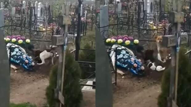 Собаки пытались выкопать покойника на кладбище в Балакове