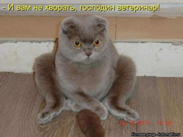 Котоматрицы(картинки с надписями)
