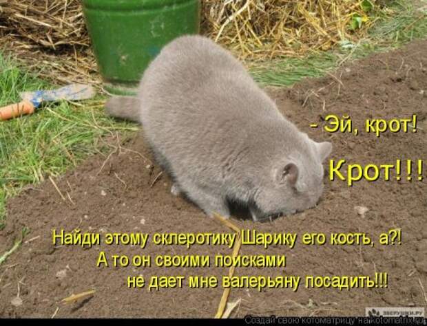 Свежая котоматрица (20 фото)