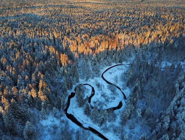 За 2025 год арендаторов лесов в Ленобласти оштрафовали на 30 млн рублей