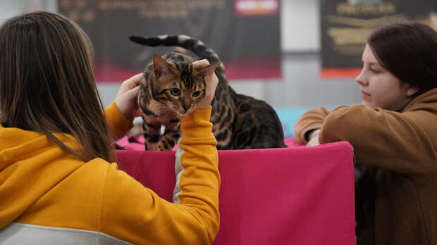 Более 200 кошек и собак из приютов представят на Тверском бульваре