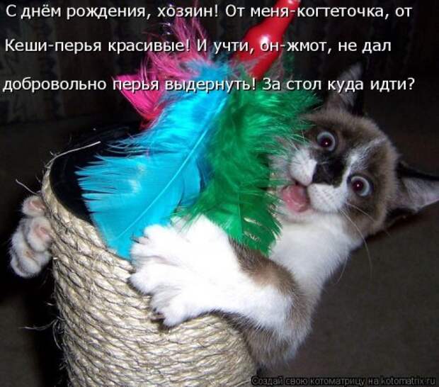 Лучшая котоматрица за неделю (32 фото)