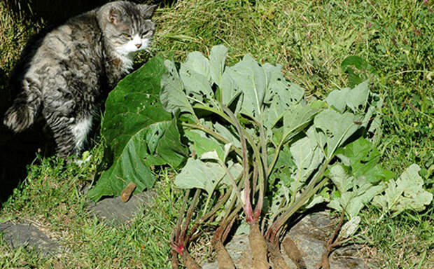 Кот инспектирует качество урожая