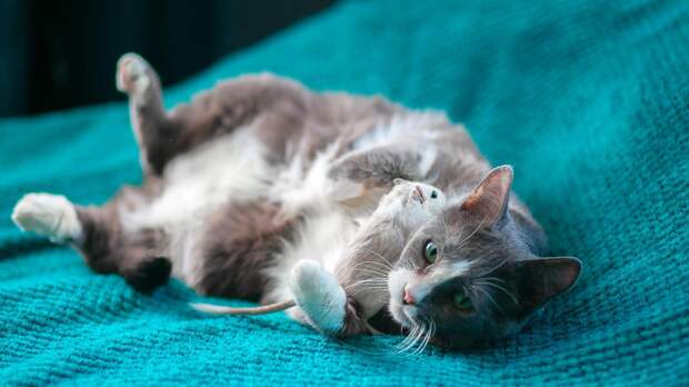 Кошка принесла мышь: как правильно отказаться от «подарка» и отучить питомца охотиться