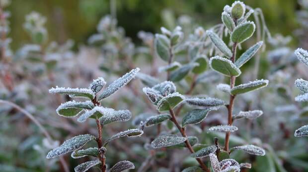 Заморозки зафиксировали почти на всей территории Подмосковья прошедшей ночью
